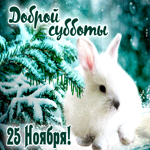 25 Ноября