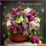 Без слов корзина сирень
