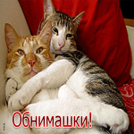 Чудесная открытка Обнимашки! С котиками