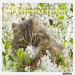 День кошек стих