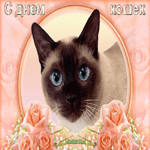 День кошек