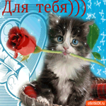 Для тебя котик с розой
