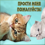 Картинка прости с котиками