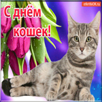 С Днём Кошек