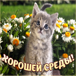 Красочная картинка с котёнком, хорошей среды