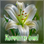 Лиричная открытка с цветочком Хорошего дня