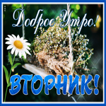 Необычная открытка с ромашкой  Доброго утро! Вторник