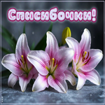 Нежная и трогательная гиф-открытка Спасибочки
