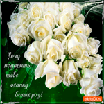 Охапку белых роз дарю