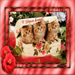 День кошки