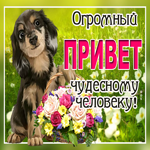 Открытка привет чудесному человеку