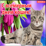 С международным днём кошек