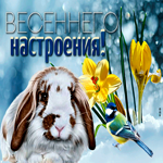 Отличная открытка весеннего настроения