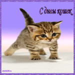 Праздник день кошек