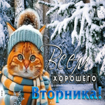 Притягательная гиф-открытка с котиком Всем хорошего вторника