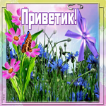 Привет - Цветы для тебя