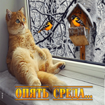 Приятная открытка Опять среда... С котом у окна