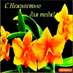 С нежностью для тебя цветы