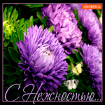 С нежностью тебе хризантемы