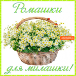 Шикарные ромашки, для шикарной милашки