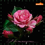 Цветы нежность фото