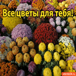 Все цветы для тебя