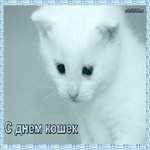 Всемирный день кошек презентация