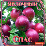 Яблочный Спас - Дарю тебе свежих яблок