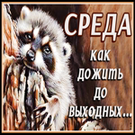 Забавная картинка со средой