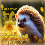 Жить в потоке чудес куда интереснее, чем скучать. Со средой
