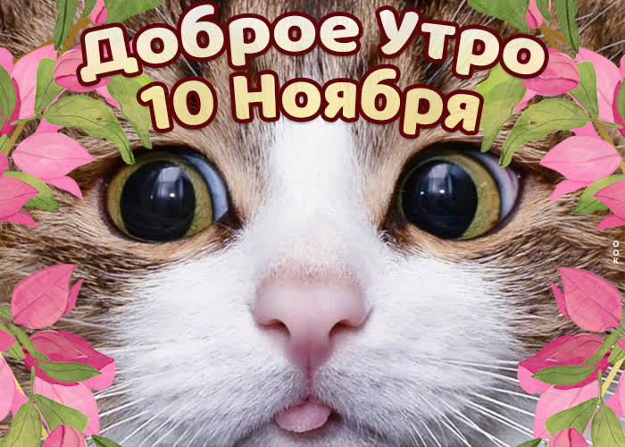 Picture 10 ноября