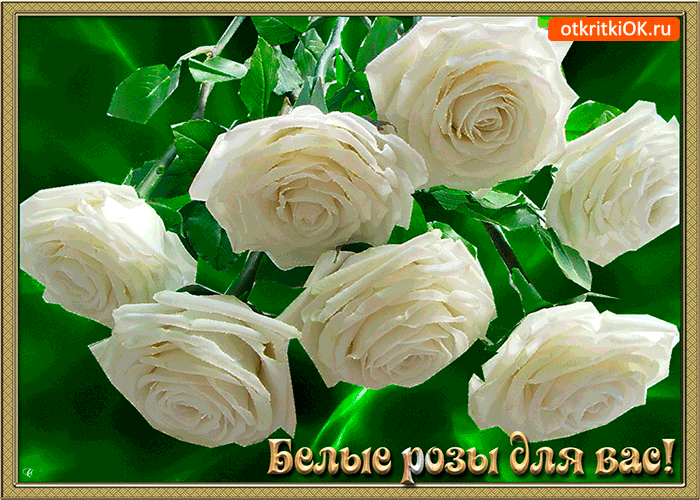 Картинка белые розы для вас