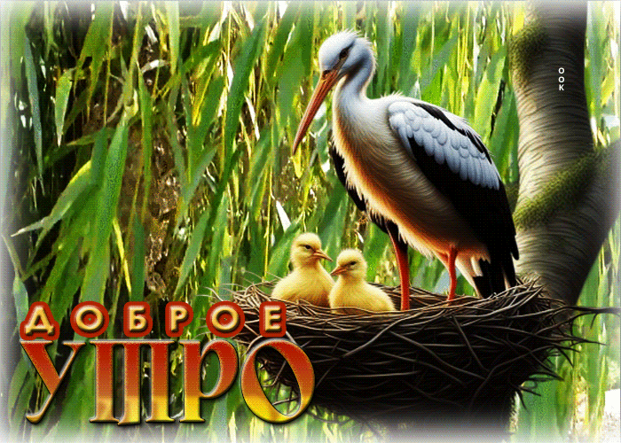 Postcard чарующая гиф-открытка доброе утро