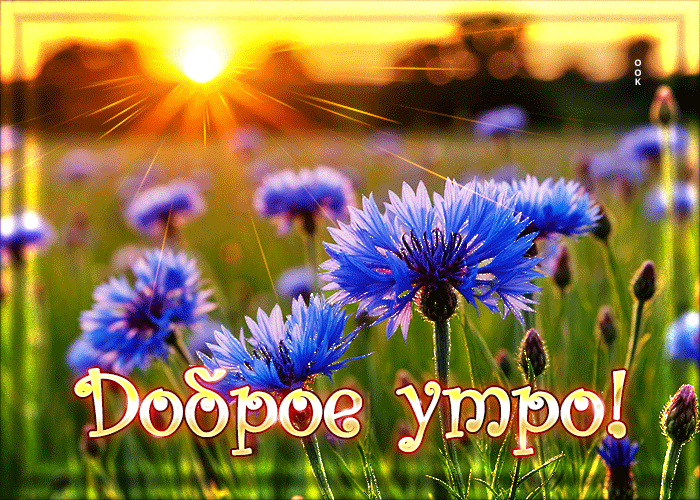Postcard чистая, росистая гиф-открытка доброе утро
