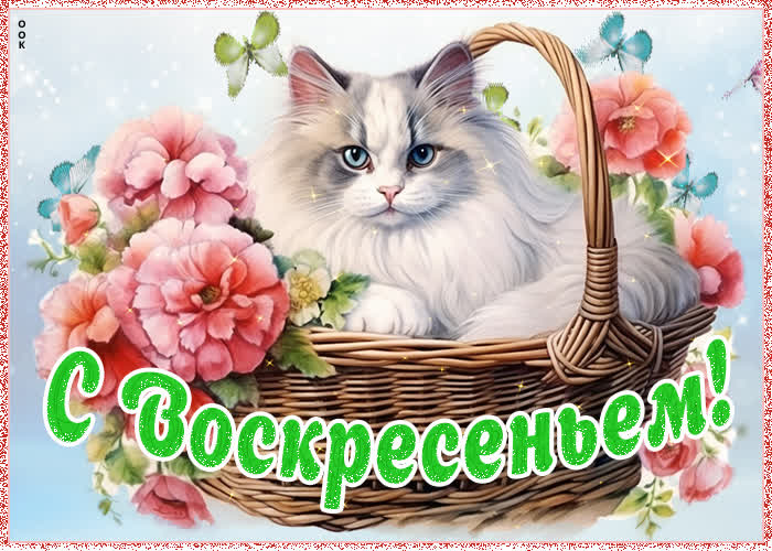 Postcard чудесная открытка с кошечкой с воскресеньем