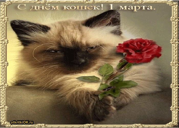 Картинка фото ко дню всемирного дня кошек