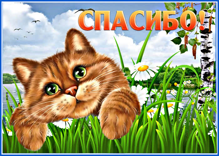 Postcard клевая открытка спасибо! с котом