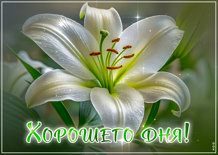 Postcard лиричная открытка с цветочком хорошего дня