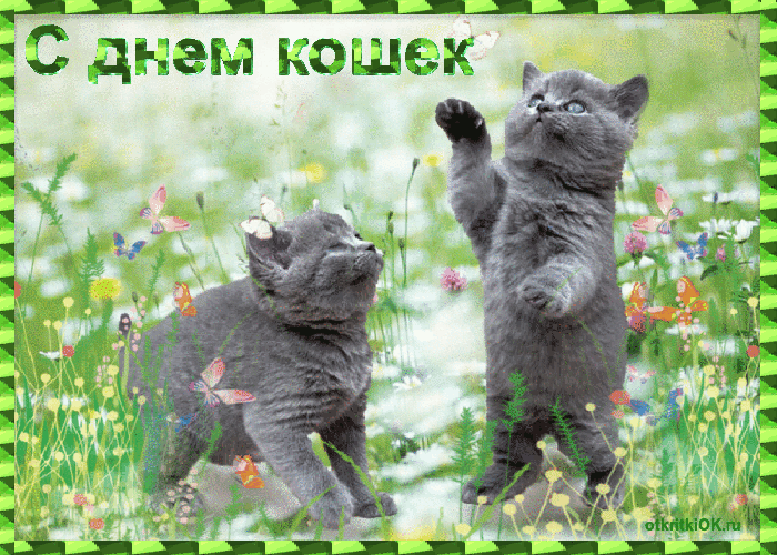 Открытка поздравления с днём кошек