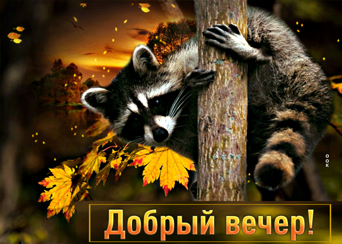 Picture превосходная открытка добрый вечер! с енотом