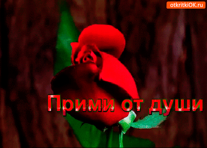 Открытка прими розу от души