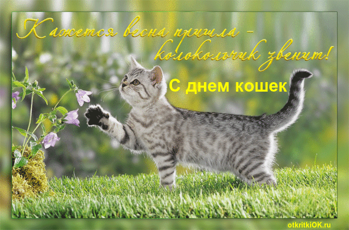 Картинка про день кошек
