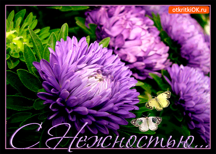 Открытка с нежностью тебе хризантемы
