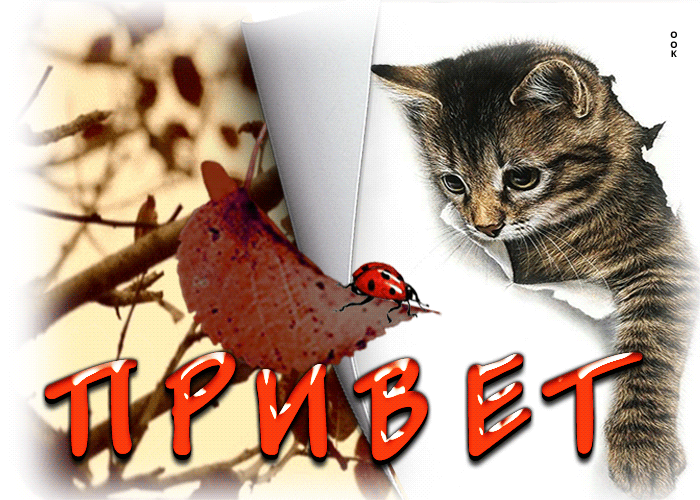 Postcard супер осенняя открытка с котиком привет!