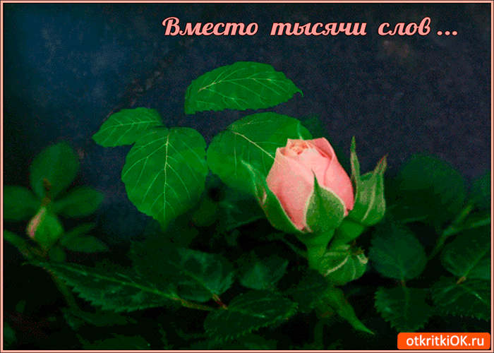 Открытка вместо слов дар природы дарю