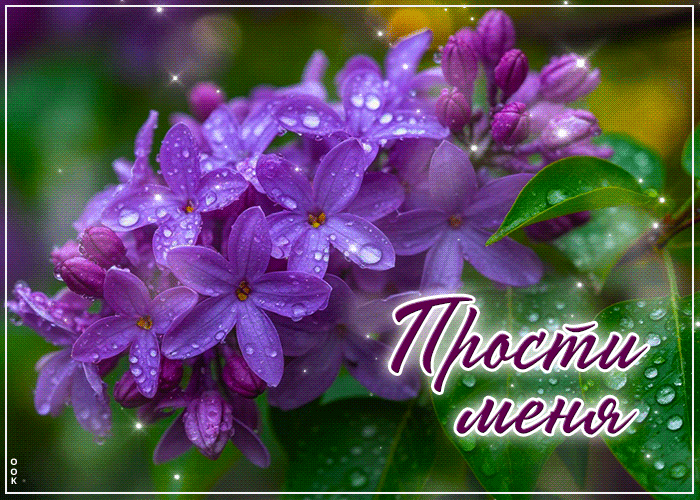 Picture волнующая, тёплая весенняя гиф-открытка прости меня