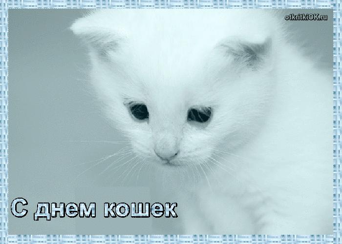 Открытка всемирный день кошек презентация