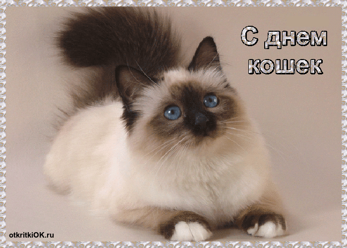 Картинка всемирный день кошек