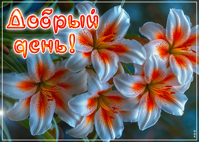 Picture яркая, сочная открытка добрый день