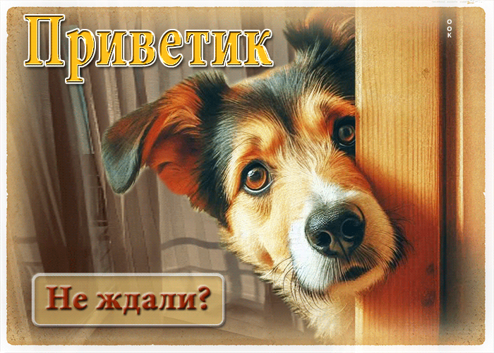 Postcard забавная открытка приветик! не ждали?